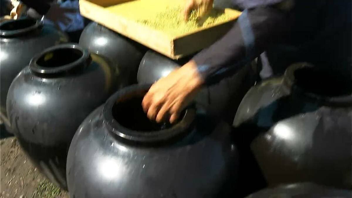 黒酢の秋仕込み　猛暑の影響で200年以上の歴史上初めて1か月遅い開始　鹿児島