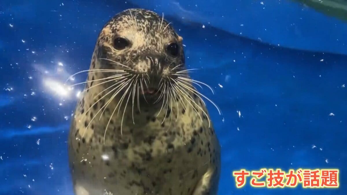 数字の大小がわかる“天才アザラシ”現る たった1週間でマスター | TBS