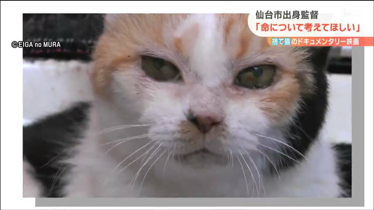 img_dcf4e881b1ed341ae1248e92f2