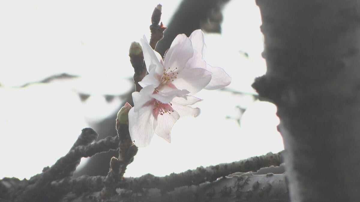 大分で桜の開花を発表　去年より1日早く、平年並み　週末にかけて見頃へ