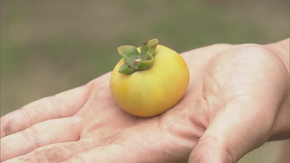 皮をむかずに食べられる 一口サイズの柿“ベビーパーシモン” ｢ことしは猛暑で糖度が非常に高い｣ 出荷の最盛期迎える 岐阜･本巣市