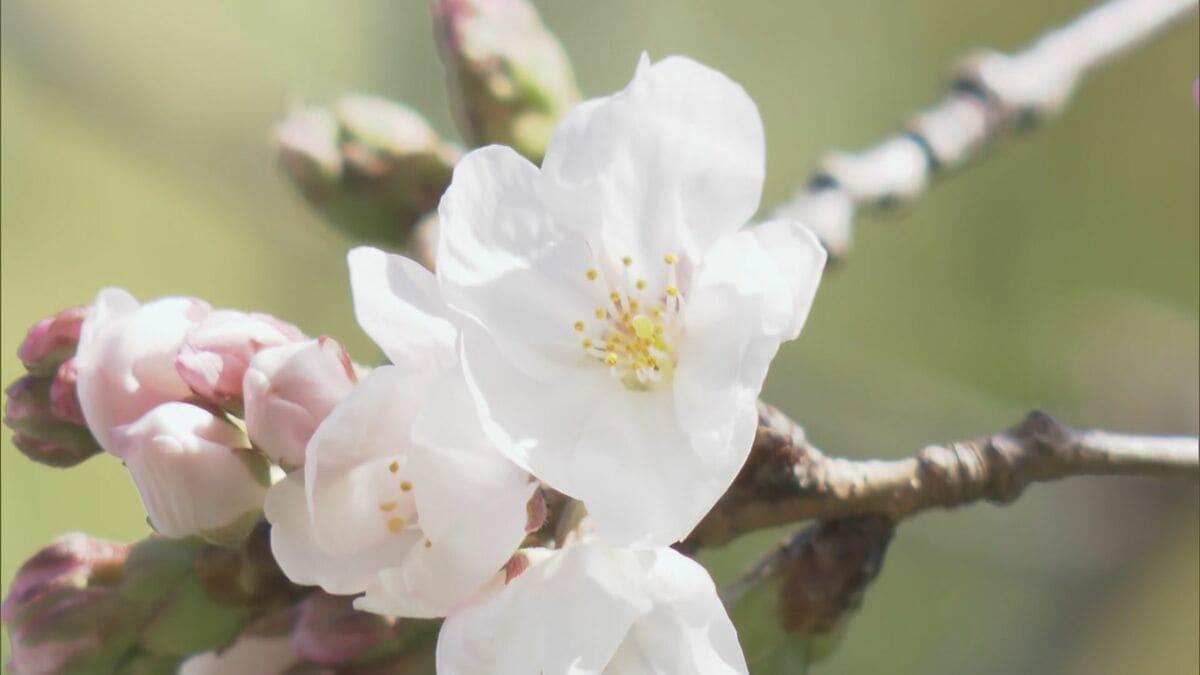 全国トップ 岐阜と高知で桜開花 ｢ことしは早い｣ 岐阜は平年･去年と比べ9日早く 2023年などと並び観測史上最も早い
