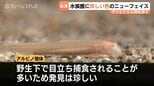 黒い模様がない！魚津水族館で初展示のアルビノ「ニシシマドジョウ」体長4cmの超激レア個体、珍色カエル6匹とともに話題に　富山・魚津市　|TBS NEWS DIG