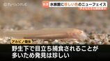 黒い模様がない！魚津水族館で初展示のアルビノ「ニシシマドジョウ」体長4cmの超激レア個体、珍色カエル6匹とともに話題に　富山・魚津市　　|　富山のニュース｜天気・防災｜チューリップテレビ