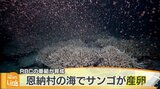 神秘的な光景広がる “ワリンの森”のサンゴが産卵 | 沖縄のニュース|RBC 琉球放送