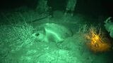 世界有数のウミガメ産卵地・屋久島で観察会スタート…初日は2時間待機も確認できず終了　しかし解散の約10分後に砂浜で産卵始まる|TBS NEWS DIG
