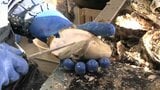 秋が深まるほど味の濃さが増す岩手のカキ 豊洲市場への出荷に向けて漁家が殻むき作業 大船渡市|TBS NEWS DIG