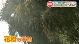 【今年の花粉事情】熊本県の飛散量は前年比1.4倍…『対策あれこれ』かなめはマスク!|TBS NEWS DIG
