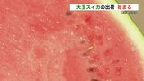 早くも大玉スイカのシーズン到来！関東・関西を中心に150万玉出荷の見込み　熊本・JA鹿本　|　熊本のニュース｜RKK NEWS｜RKK熊本放送