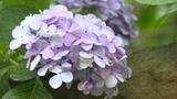 “梅雨の花”が公園を涼やかに彩る 松山総合公園で20種類3500本のアジサイが見ごろ迎える | 愛媛のニュース - Nスタえひめ|あいテレビは6チャンネル