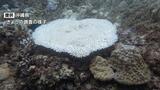 高水温のなか移植された辺野古・大浦湾のサンゴに白化の懸念 県が独自調査 | 沖縄のニュース|RBC 琉球放送