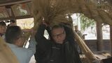 手際よくしめ縄作り　神門を飾る大しめ縄は太さ20センチ・長さ7メートル超　飛騨一宮水無神社　岐阜・高山市|TBS NEWS DIG