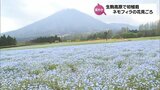 青いじゅうたんのようにさわやかなブルー 小林市生駒高原 約40万本のネモフィラが見ごろ |TBS NEWS DIG