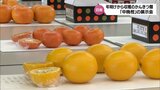 みかんやきんかん、レモンなど40品種・90点　年明けから収穫されるかんきつ類「中晩柑」の展示会　日南市で開催|TBS NEWS DIG