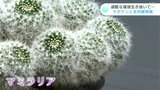 『サボテン』にあって『多肉植物』に無いものは？過酷な環境生き抜き進化…ユニークな形を楽しむ（高知・牧野植物園）|TBS NEWS DIG