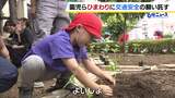 園児らが「ひまわり」通じて交通安全を考える 命の大切さや交通ルールを学ぶ取り組み「ひまわりの絆プロジェクト」 | MBSニュース | 関西の最新ニュースを分かりやすく。