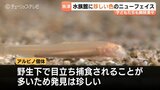 黒い模様がない！魚津水族館で初展示のアルビノ「ニシシマドジョウ」体長4cmの超激レア個体、珍色カエル6匹とともに話題に　富山・魚津市　|TBS NEWS DIG