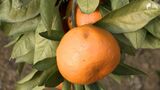 「糖度がのらなくて中はパサつくような感じ」早生ミカンが“日焼け”　猛暑の深い爪痕…　|　静岡のニュース | SBSNEWS | 静岡放送