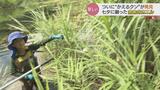 七夕の願いがかなった!富山の「かえるクン」が〇〇カエルを発見!「できれば珍しい色のカエルのままでいてほしい…」 | 富山のニュース|天気・防災|チューリップテレビ