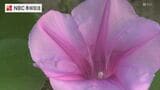 おととしの夏 初めて確認 浜辺に咲く亜熱帯の花「グンバイヒルガオ」【長崎・五島】 | 長崎のニュース | 天気 | NBC長崎放送
