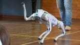 幼稚園でロボットを使った出前授業 最新鋭の犬型ロボに園児たちがかけっこ「同じ速さでびっくりした」【岡山】|TBS NEWS DIG