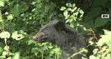 クマに頭ひっかかれ77歳男性ケガ　石川県「クマ出没警報」に引き上げへ　|　石川県のニュース｜MRO北陸放送