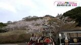 霧島神話の里公園「桜の集い」 500本桜が満開、郷土菓子の振る舞い【かごしま南北600キロ】 | 鹿児島のニュース|MBC NEWS|南日本放送