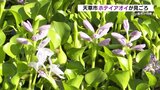 「福の神」のお腹みたい?ホテイアオイが池に咲く 6月いっぱい見ごろ 熊本県天草市|TBS NEWS DIG