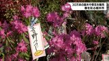 恒例「春のみやざき植木市」　宮崎神宮東神苑で3月31日まで　|　MRTニュース ｜ ＭＲＴ宮崎放送