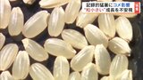コメ粒が痩せ、丸くない…?猛暑と水不足でコメどころも「品質低下」懸念 福島 | 福島のニュース│TUF