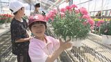 「完璧な出来」まもなく母の日 高校生が栽培したカーネーションを販売 福島 | 福島のニュース│TUF