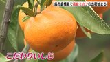 倉橋島で高級ミカン「こだわりいしじ」出荷始まる　広島・呉市|TBS NEWS DIG