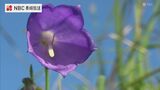 五島で咲く絶滅危惧種の花「シマシャジン」 | 長崎のニュース | 天気 | NBC長崎放送