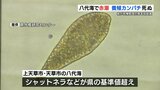 八代海で養殖カンパチが死ぬ赤潮被害　熊本県が危機管理本部を設置　|　熊本のニュース｜RKK NEWS｜RKK熊本放送