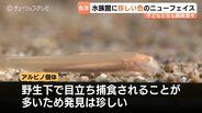 黒い模様がない！魚津水族館で初展示のアルビノ「ニシシマドジョウ」体長4cmの超激レア個体、珍色カエル6匹とともに話題に　富山・魚津市　　|　富山のニュース｜天気・防災｜チューリップテレビ