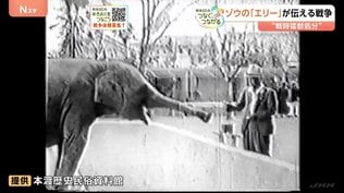 新「映像」発見 80年の時を経てゾウの「エリー」が伝える戦争 “戦時猛獣処分” 絵本「ごめんねメリー」原画も展示 熊本【戦後80年つなぐ、つながる】|TBS NEWS DIG