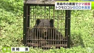 クマ】体長150cm・体重推定100kg以上のオス 農園で『ツキノワグマ』を
