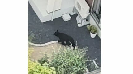 ドローン画像】山形市落合町の住宅街にいるクマ 警察などが麻酔銃で