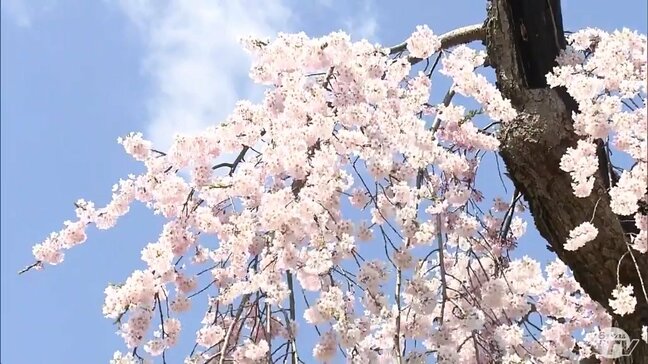 ようやく「春が来たな」全国有数のサクラの名所・弘前公園で早咲きの「弘前枝垂れ」が満開に! 週末には大勢の人がくり出し“春の宴”を満喫「今年雪が多かったので、楽しみに春を迎えられた」青森県弘前市|TBS NEWS DIG