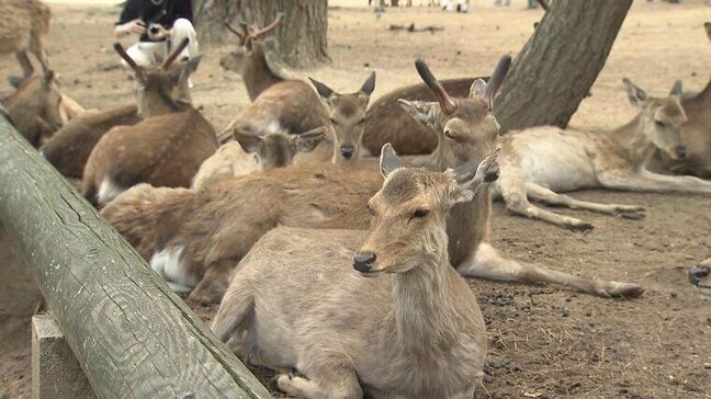 奈良公園のシカが食料危機に！？　"ドングリの木"伐採進める県に「シカ目線で見ていない」憤る研究者　山下知事は「生態には全く影響ない」意見割れる|TBS NEWS DIG