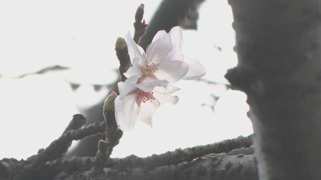 大分で桜の開花を発表　去年より1日早く、平年並み　週末にかけて見頃へ|TBS NEWS DIG