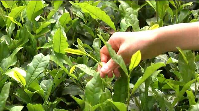 「ポキポキサクサク取れる」小学生が「桃生茶」茶葉摘み取りを体験　宮城・石巻市|TBS NEWS DIG