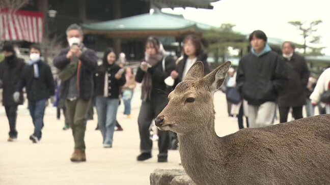 「通行止めで急遽泊まってお参りに」世界遺産登録から30年目の宮島　正月休み最終日も初詣でにぎわう　広島|TBS NEWS DIG