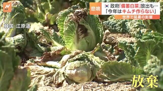 「夏野菜でさえ夏バテ」暑さで葉もの野菜高騰！韓国ではキムチに欠かせない「備蓄白菜」も放出する事態に…|TBS NEWS DIG