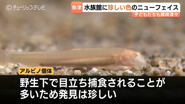 黒い模様がない!魚津水族館で初展示のアルビノ「ニシシマドジョウ」体長4cmの超激レア個体、珍色カエル6匹とともに話題に 富山・魚津市 |TBS NEWS DIG