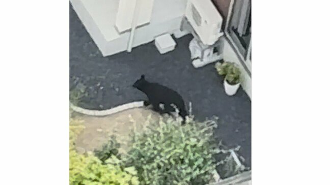 「同一個体と判断」山形市の市街地のクマについて市が発表…おとといから目撃多発のクマと、きょう駆除のクマ|TBS NEWS DIG
