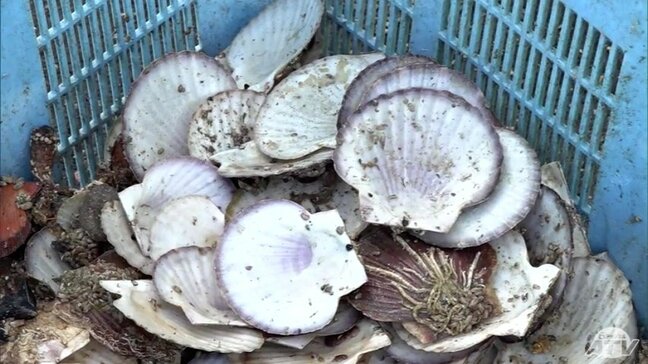 猛暑で大量死の「陸奥湾ホタテ」　実態調査が11月10日から4日間実施　調査結果は12月に公表　これをもとに県などが対策強化へ　青森県|TBS NEWS DIG