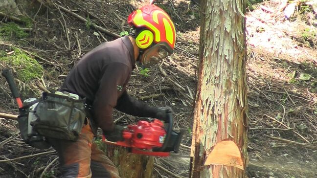「僕もこんな仕事をやりたい」小学生が「林業と暮らしの結びつき」について学ぶ 人工林で間伐作業を見学【岡山】|TBS NEWS DIG
