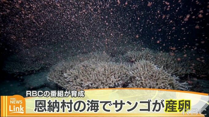 神秘的な光景広がる　“ワリンの森”のサンゴが産卵　|　沖縄のニュース｜RBC 琉球放送