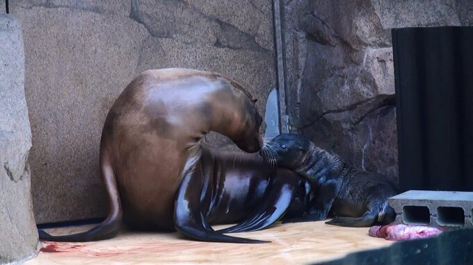 カリフォルニアアシカの赤ちゃんが誕生　性別はメスと判明　しまね海洋館アクアス　|　BSSニュース | BSS山陰放送